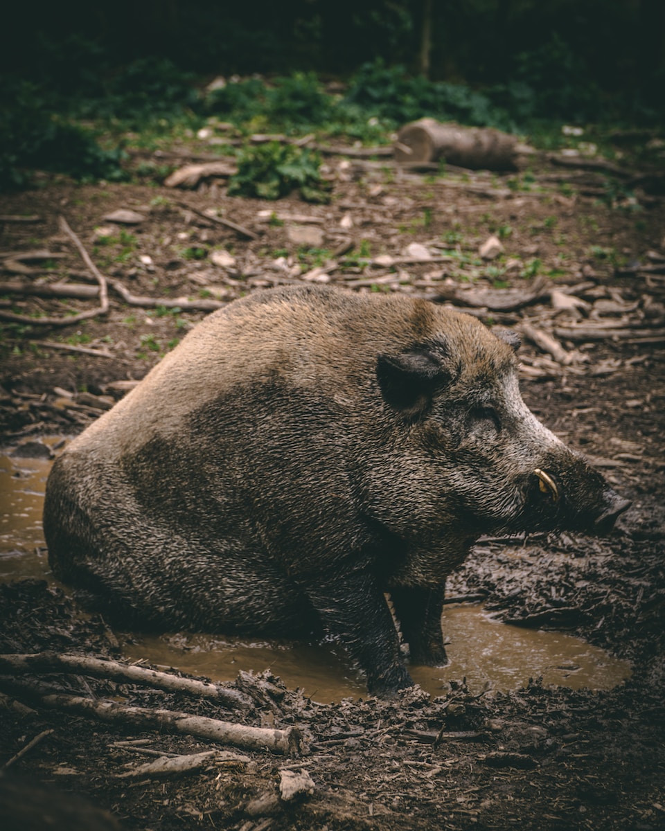 black wild boar on brown soil